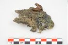 Foto von Bronzephalere (NHMW-PRAE-026057)